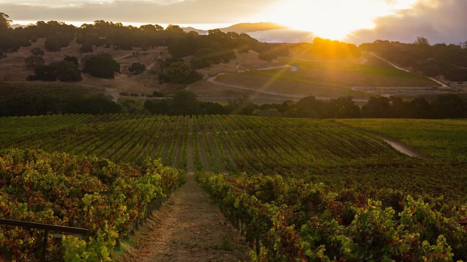 Taste the Carneros Wine Region - American Canyon Napa Valley