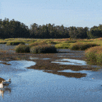 Napa River and Bay Trail wetlands with birds