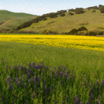 Jack and Bernice Newell Open Space Preserve American Canyon Napa Valley lavender and yellow flowers