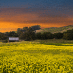 Jack and Bernice Newell Open Space Preserve American Canyon Napa Valley field of yellow flowers and barn at sunset